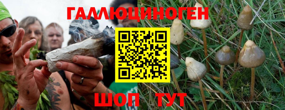 Псилоцибиновые грибы Cubensis Дивногорск